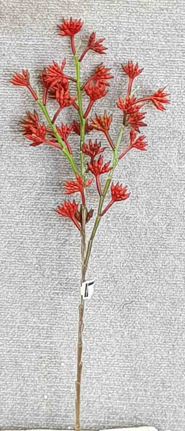 Kangaroo Paw x 3 – Red