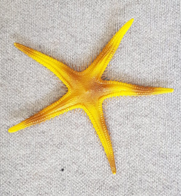 Fake Fish Starfish
