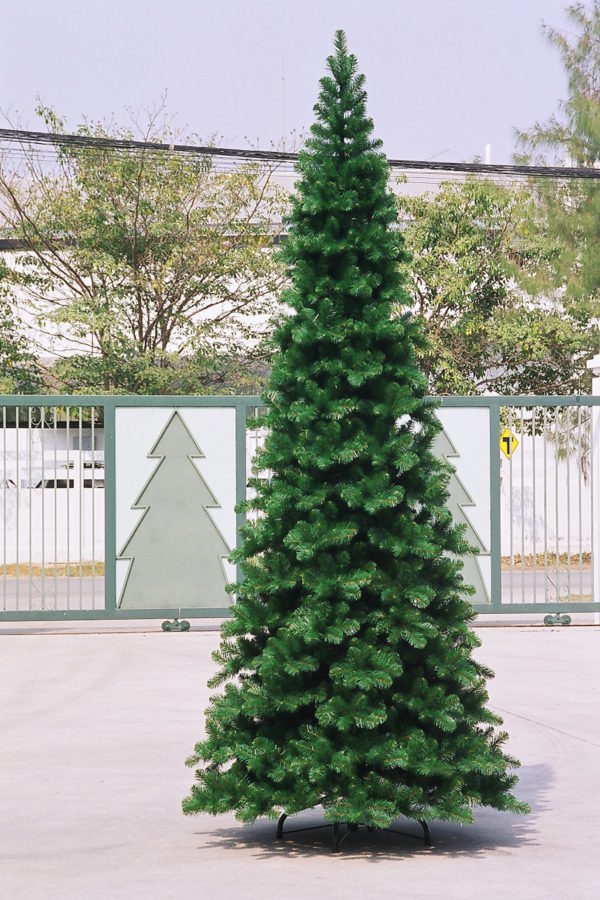 10' Downswept Pencil Pine