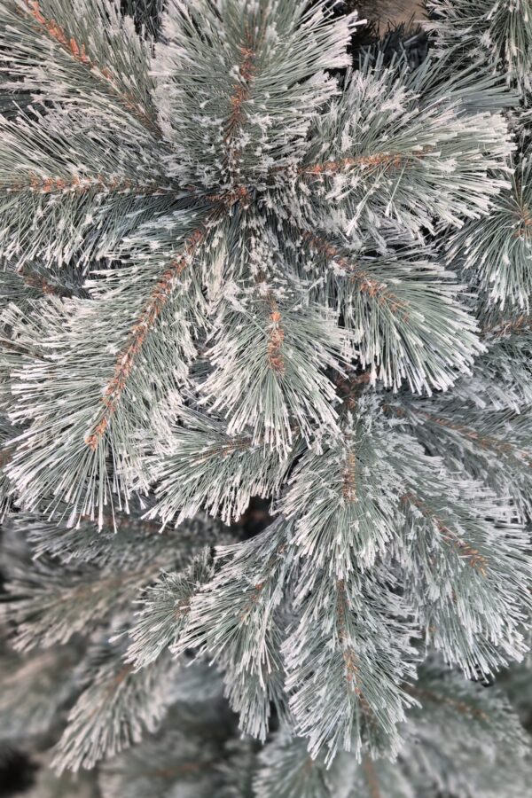 Mountain Cashmere Close Up