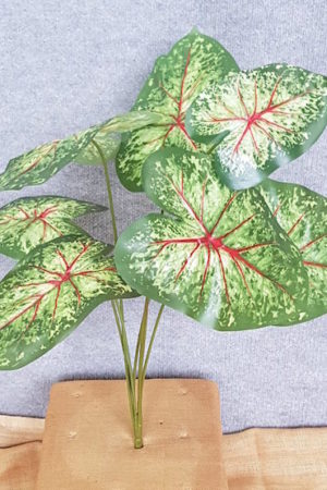 Caladium Angle Wing Plant x 7