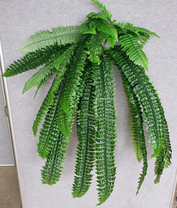 Boston Fern x 40