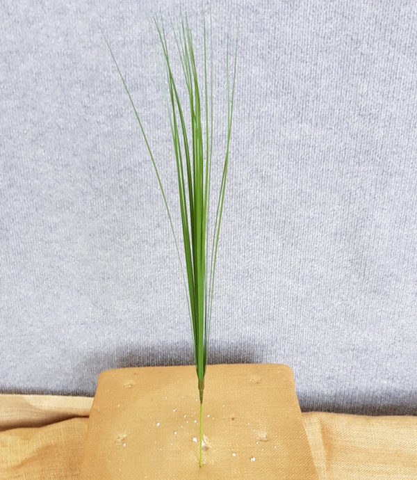 Onion Grass